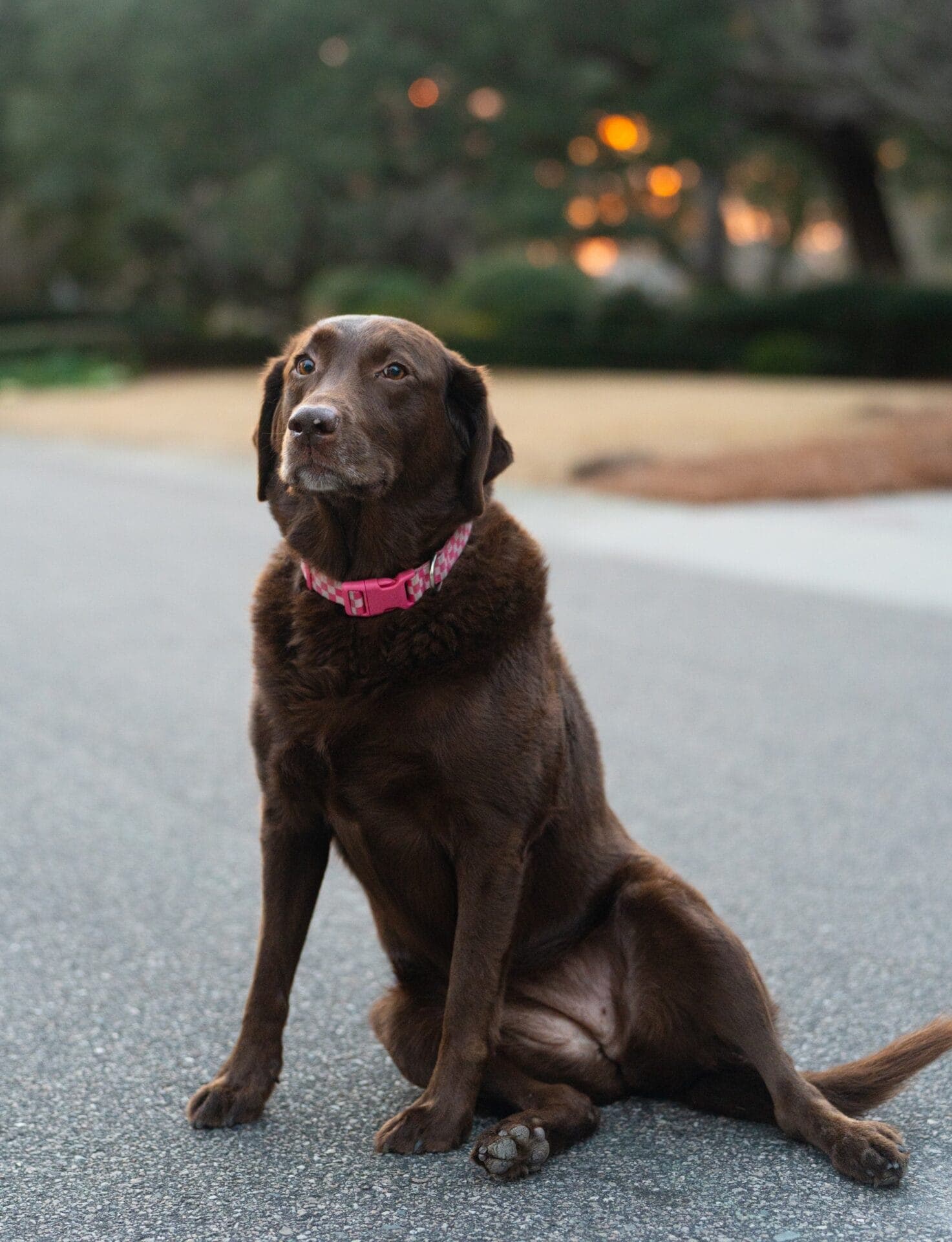 Maggie Clark, Senior Comfort Officer